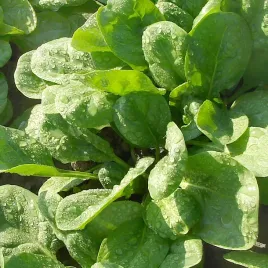 szpinak-matador-nasiona-100g-duze-opakowanie-nasion-torseed