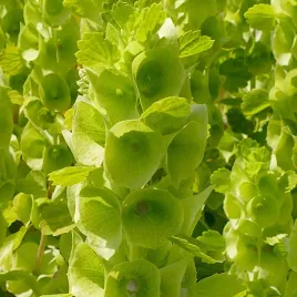 dzwonki-irlandzkie-zielono-dzwonkowate-kwiaty-nasiona