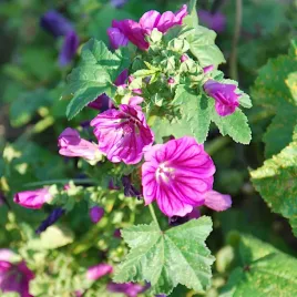 slaz-dziki-nasiona-miododajny-ogord-angielski