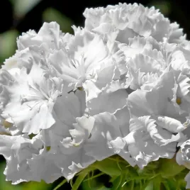 gozdzik-brodaty-albus-nasiona-bialy