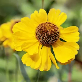 dzielzan-ogrodowy-zlotozolty-roslina-miododajna-nasiona-05g-bylina