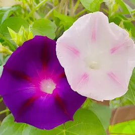 powoj-wilec-mieszanka-kaskady-kolorow-na-pergoli-nasiona