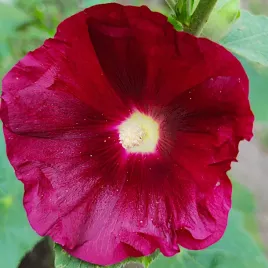 malwa-ogrodowa-mix-nasiona-wild-flower-1g