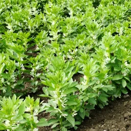 bob-bolero-1-kg-nasiona-1000g-wczesny-plenny-bardzo-smaczny-plantico