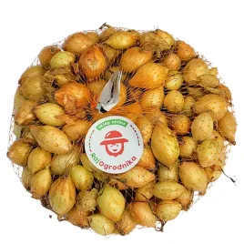 cebula-dymka-zolta-wolska-do-sadzenia-500g-wiosna-szczypiorek