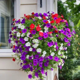 petunia-zwisajaca-mieszanka-mix-balkonowy-toraf