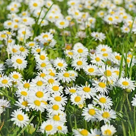 stokrotka-lakowa-biala-nasiona-wieloletnia-torseed