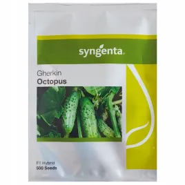 ogorek-octopus-f1-nasiona-holenderskie-syngenta-odporny-500-szt