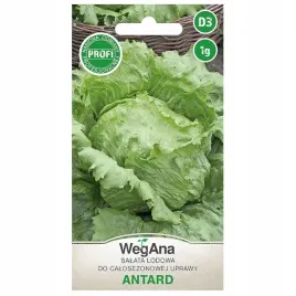salata-antrad-lodowa-do-uprawy-calosezonowej-nasiona-wegana