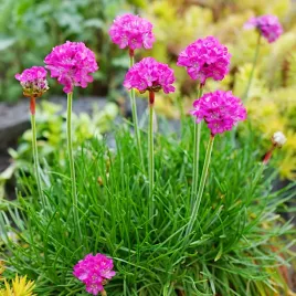 zawciag-nadmorski-tworzy-zwarta-kepke-nasiona-polan