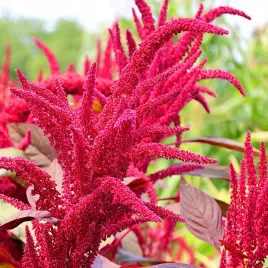 szarlat-wiechowaty-roslina-ozdobna-nasiona-2g-polan