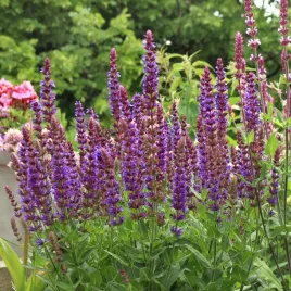 szalwia-omszona-nasiona-kwiatow-02g-polan