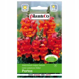 lwia-paszcza-karlowa-dlugo-kwitnaca-portos-nasiona-plantico