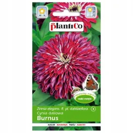 cynia-daliowa-burnus-nasiona-dalii-kwiatow-plantico