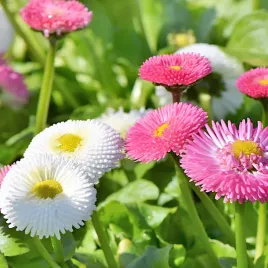 stokrotka-polpelna-trwala-mieszanka-nasiona-kwiatow-plantico