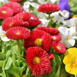 stokrotka-czerwona-polpelna-trwala-czerwony-kolor-nasiona-plantico