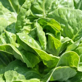 salata-zina-maslowa-gruntowa-zimujaca-nasiona-plantico