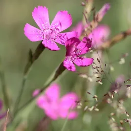 gozdzik-kartuzek-wieloletni-odporny-na-susze-nasiona-kwwiatow