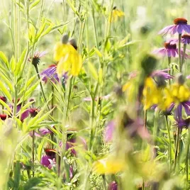 mieszanka-bylinowa-long-life-meadow-nasiona-premium-500g-kwieta-laka