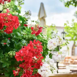 pelargonia-zwisajaca-speedy-mieszanka-nasiona-pelargonii
