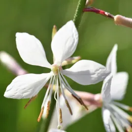 gaura-biala-nasiona-wysoka-bylina-piekna