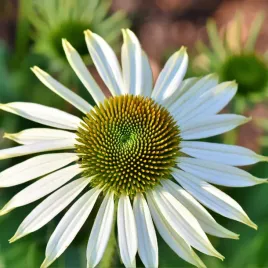 jezowka-white-swan-biala-wabi-motyle-nasiona-kwiatow