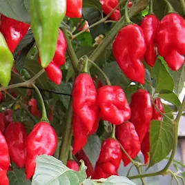 papryka-ostra-czerwona-habanero-red-nasiona-papryki-ostrej