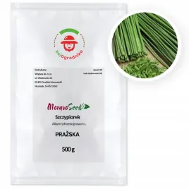 szczypiorek-prazska-bardzo-dobrze-zimuje-nasiona-500g-wegana