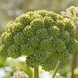 arcydziegiel-litwor-nasiona-1g-torseed