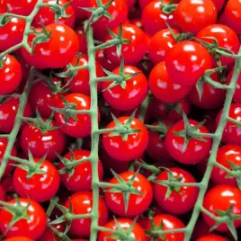 pomidor-sweetbaby-koktajlowy-gruntowy-wysoki-nasiona-vilmorin