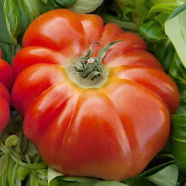 pomidor-wysoki-delizia-f1-doskonala-plennosc-nasiona-vilmorin