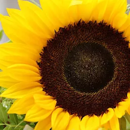 vilmorin-slonecznik-ogrodowy-jadalny-nasiona-20g-duza-paczka