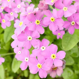 niezapominajka-rozowa-roslina-dwuletnia-nasiona-vilmorin