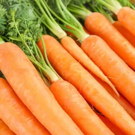 marchew-amsterdam-wczesna-3-nasiona-duza-paczka-5g