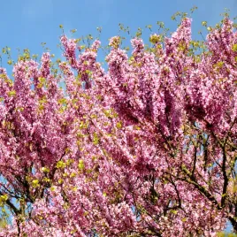 judaszowiec-poludniowy-drzewo-dorastajace-do-5m-nasiona-vilmorin