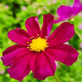 kosmos-onetek-sensation-mieszanka-mix-kolorow-nasiona-vilmorin