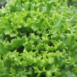 salata-debolistna-querido-nasiona-05g-vilmorin