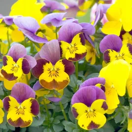 fiolek-o-pedach-zwisajacych-mix-kolorow-nasiona-vilmorin