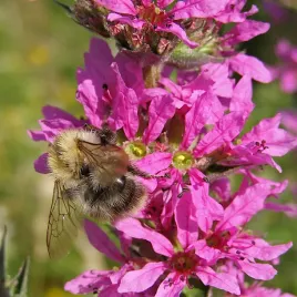 krwawnica-pospolita-rosy-gem-wieloletnia-nasiona-vilmorin