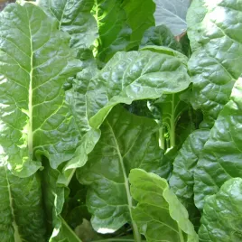 szpinak-matador-wyjatkowo-smaczna-odmiana-nasiona-20g-vilmorin