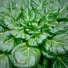 vilmorin-szpinak-olbrzym-zimowy-gigante-de-invierno-nasiona-20g