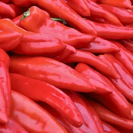 papryka-gruntowa-fiver-dluga-czerwona-f1-nasiona-spojnia