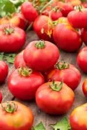 pomidor-janko-f1-wysoki-odporny-nasiona-plantico