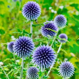 przegorzan-pospolity-roslina-miododajna-nasiona-kwitow-1g-polan