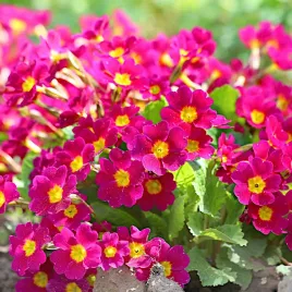 pierwiosnek-wyniosly-bylina-piekne-kwiaty-nasiona-plantico