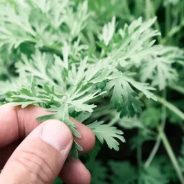 bylica-piolun-wieloletni-nasiona-do-uprawy-ziol-toraf