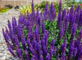 szalwia-omszona-fioletowa-wieloletnia-nasiona-szalwi-toraf