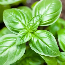 bazylia-wlasciwa-genovese-zielona-nasiona-bazylii-duzo-nasion-1g