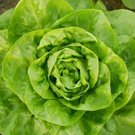 salata-maslowa-krolowa-majowych-nasiona-salaty-duzo-nasion-2g