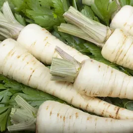 pietruszka-halblange-berlinska-nasiona-pietruszki-duza-paczka-5g